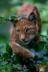 Exposé - Le lynx boréal
