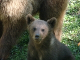 Soirée-rencontre autour de l'ours brun