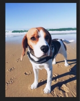 RETROUVé chien Beagle à Borce Bérat du haut